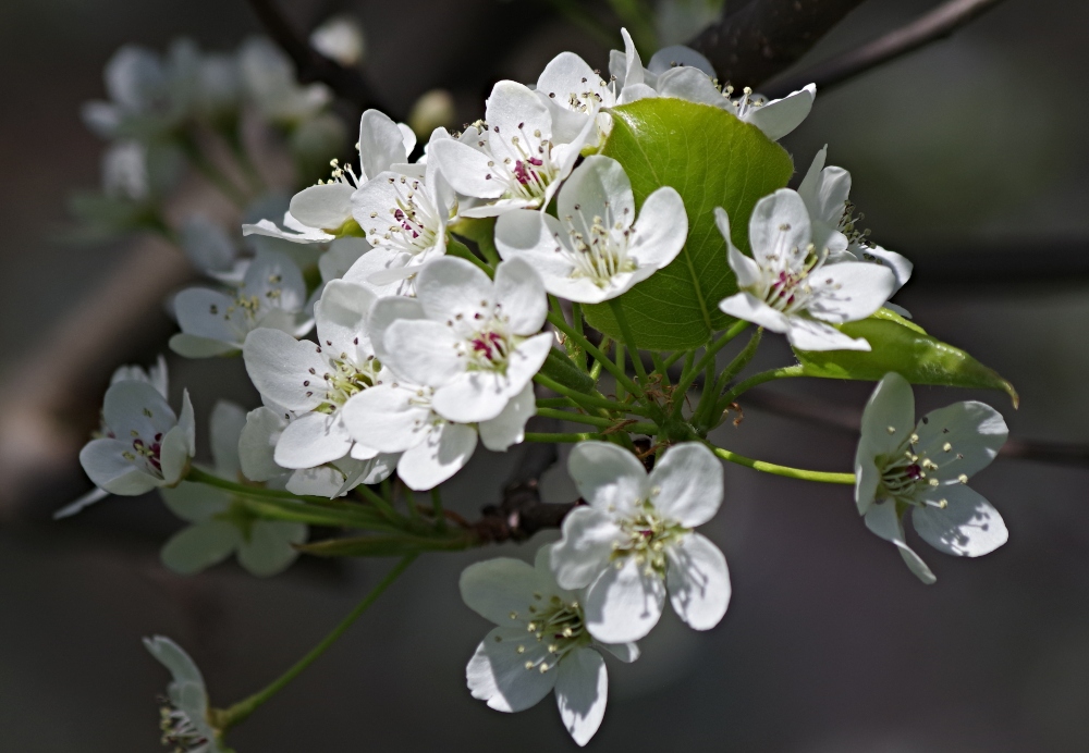 flowers-white-bradford-pear.jpg