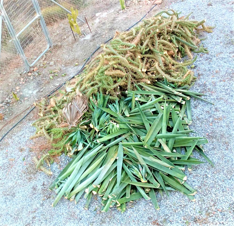the removed cactus and stalks.jpg