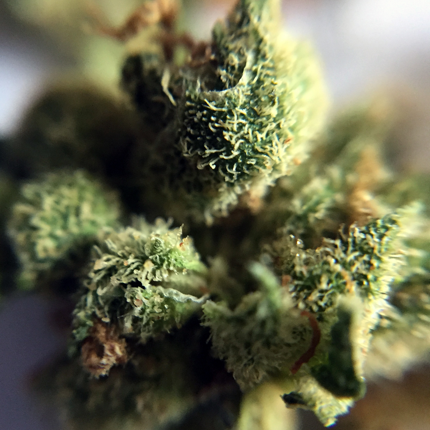 Hawaiian Haze Macro 6.jpg