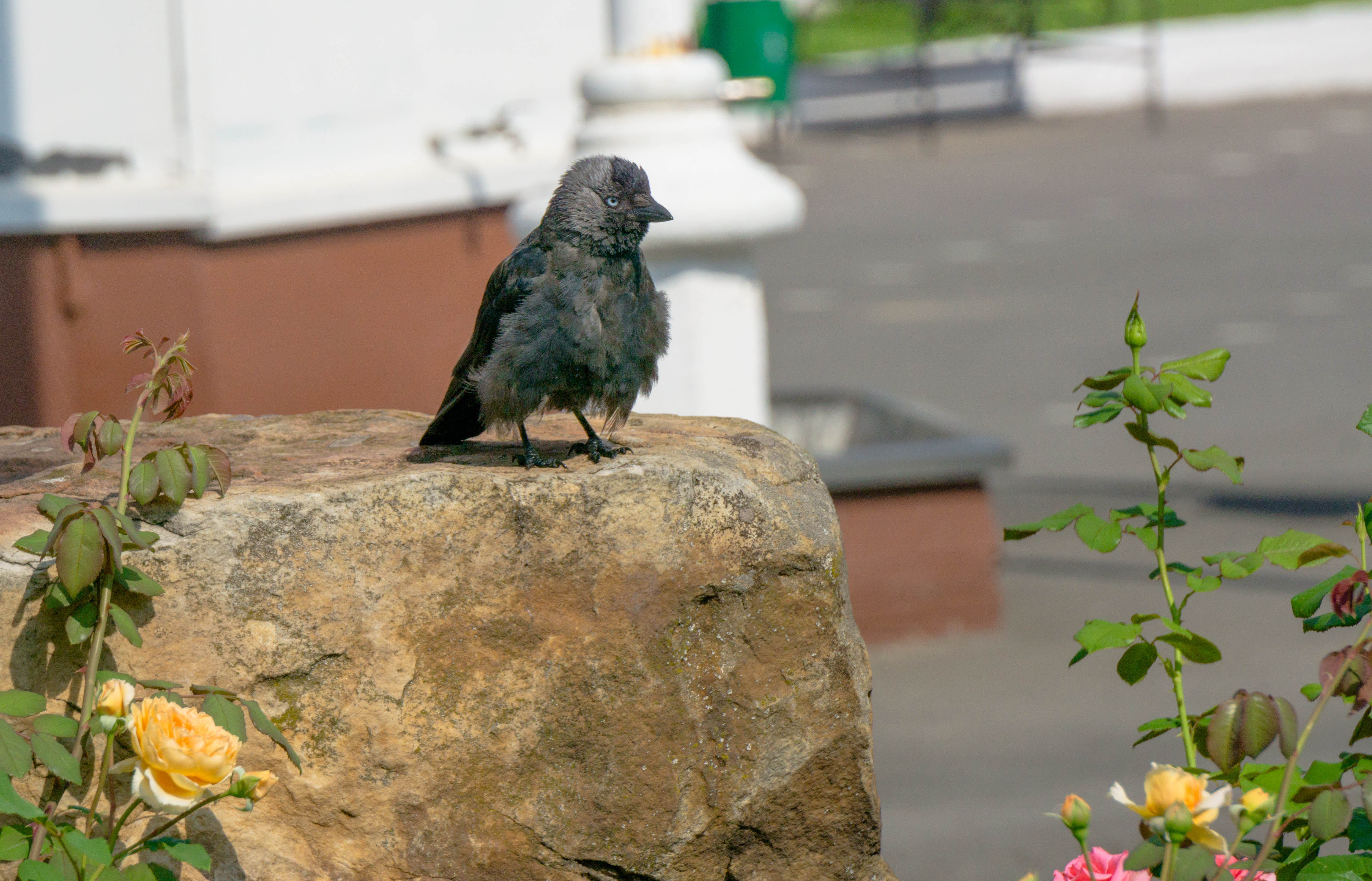 DSC09754.jpg
