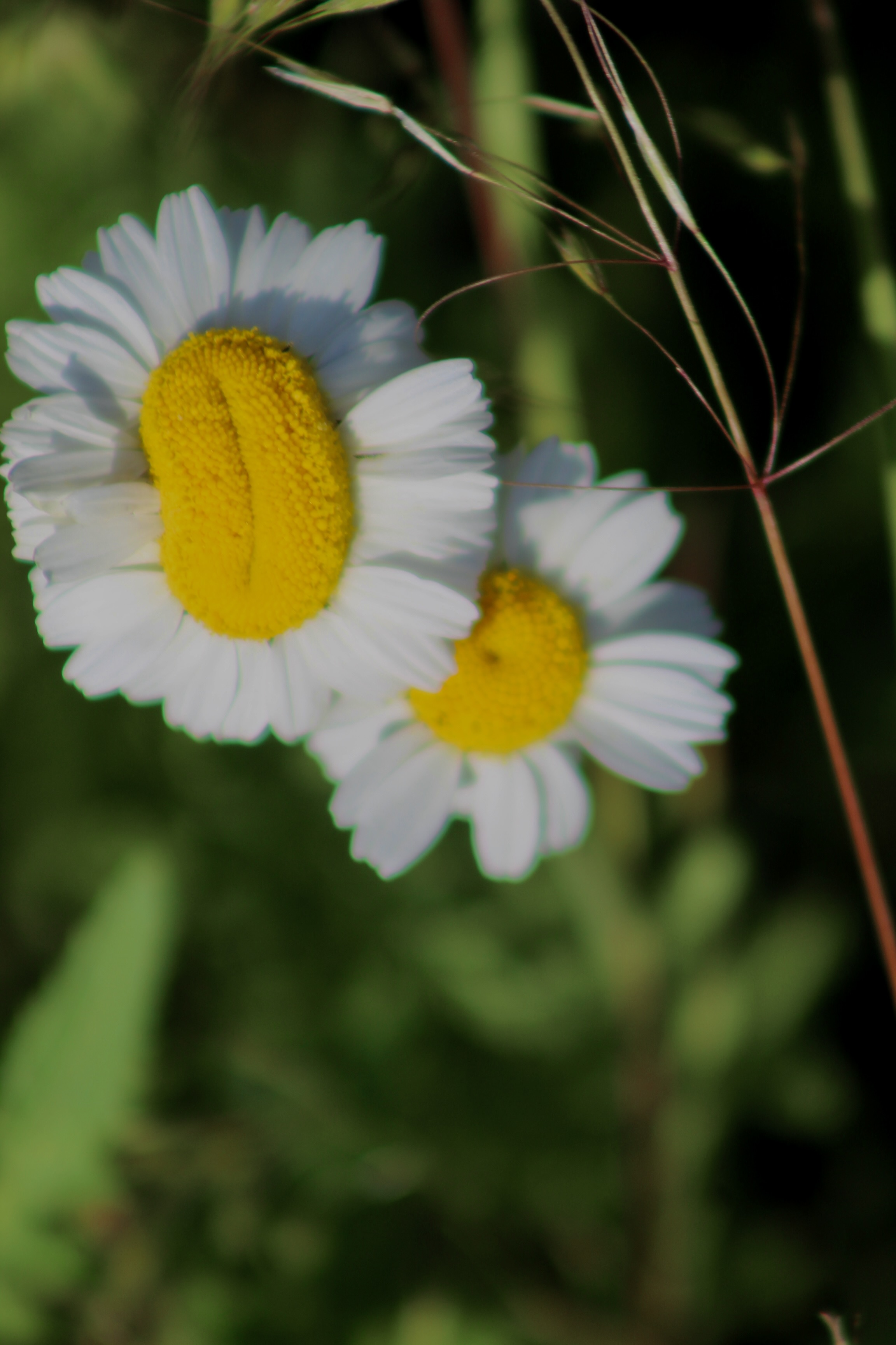 IMG_2931.jpeg