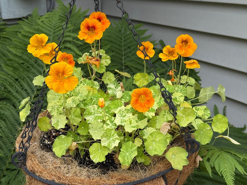 hivegarden-nasturtiums-5.jpg