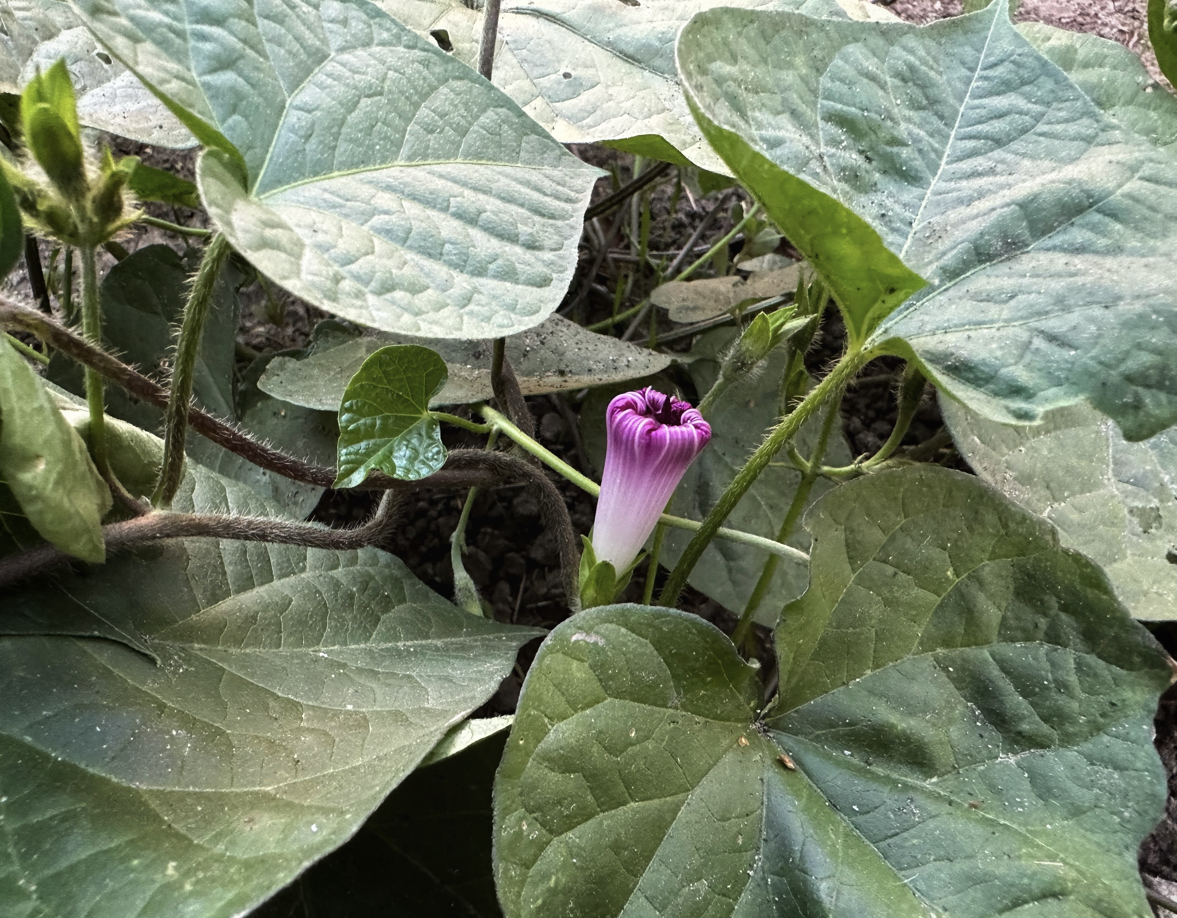 IMG_5331.jpeg