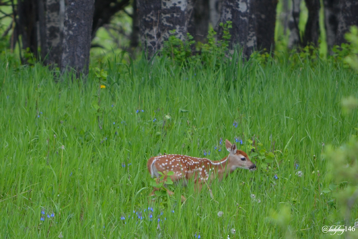 bambi (1).jpg