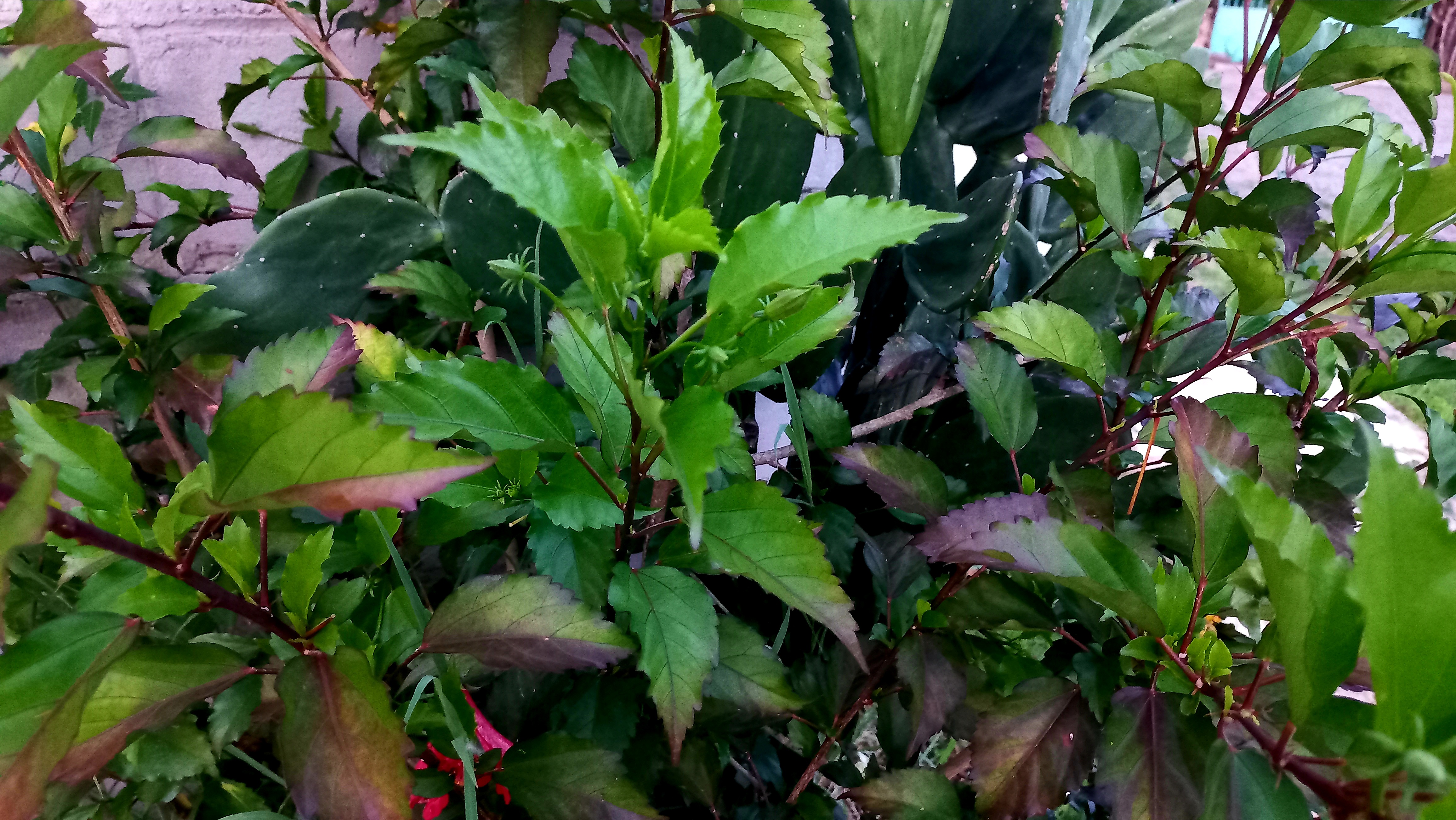 20250729_185109.jpg