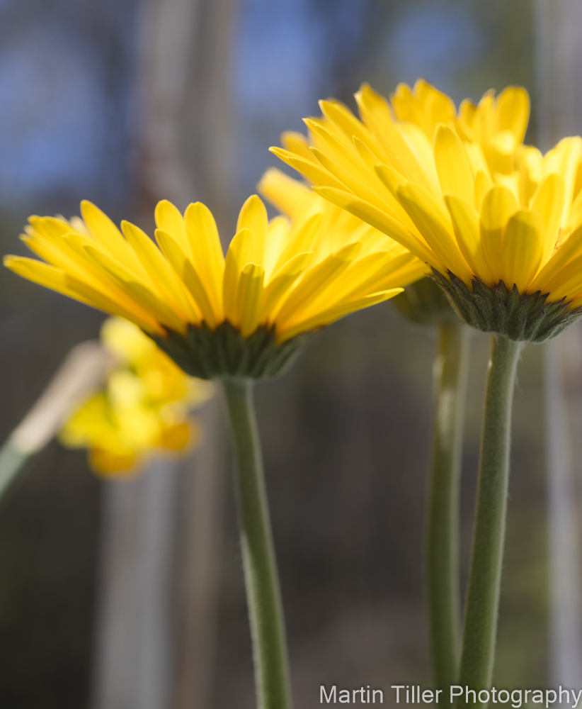 Yellow Daisys (1 of 1).jpg