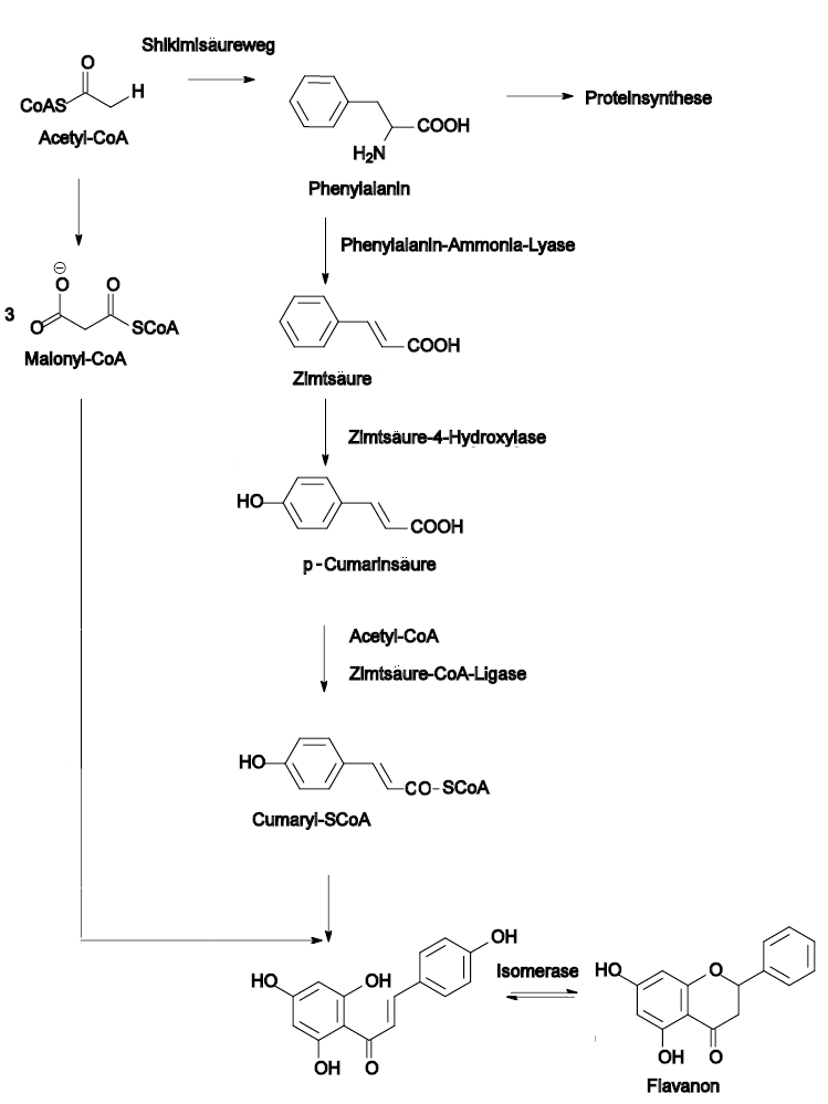 Flavonoidbiosynthese.png