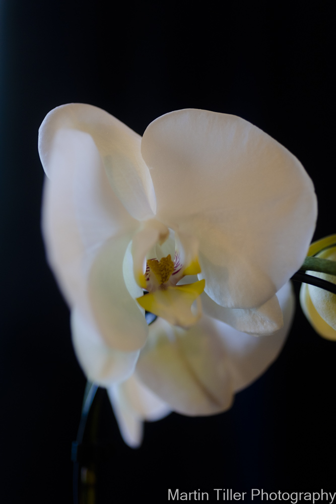 Orchid from Jerusha (1 of 1).jpg