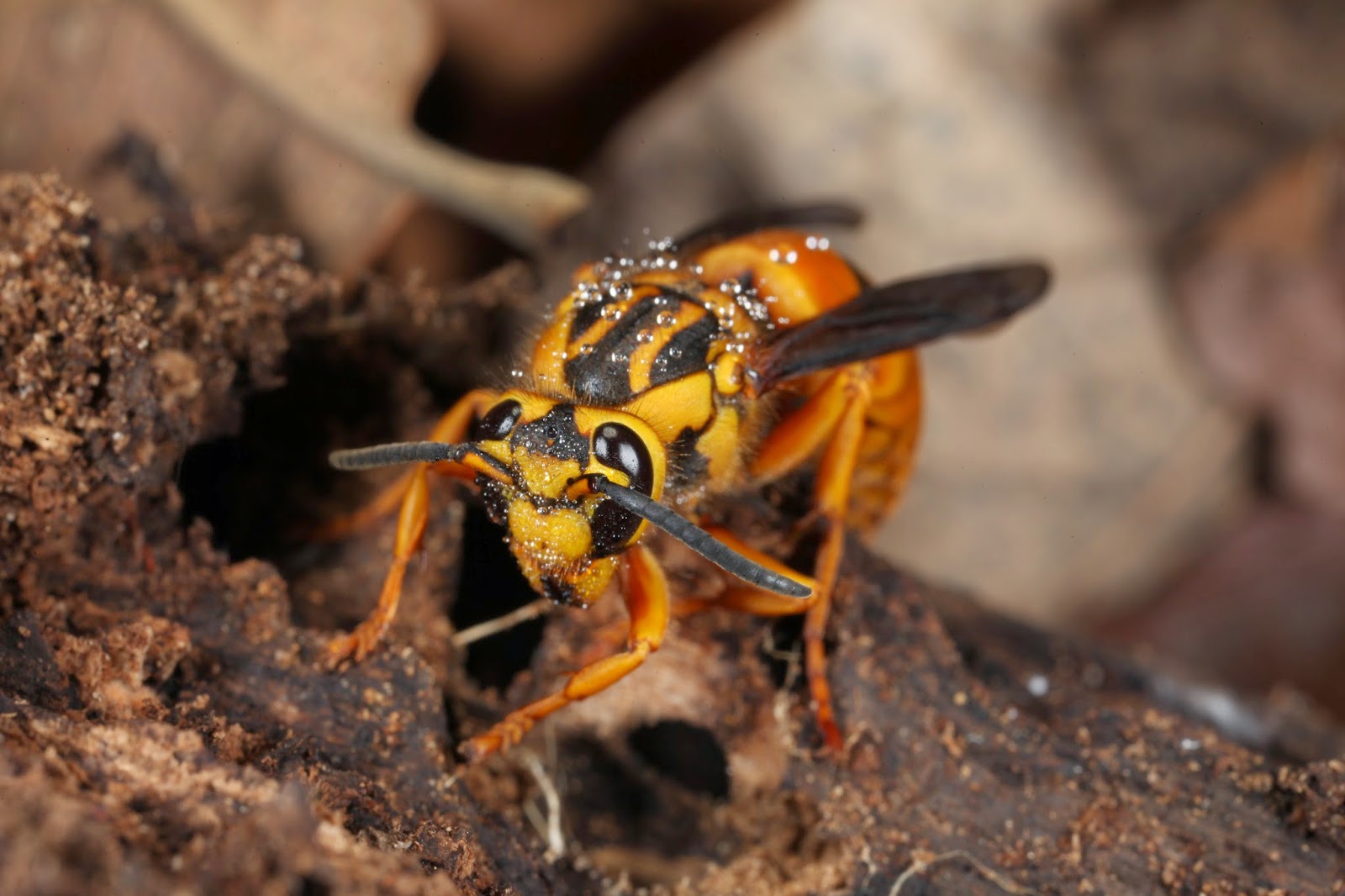 Yellow Jacket Picture.JPG