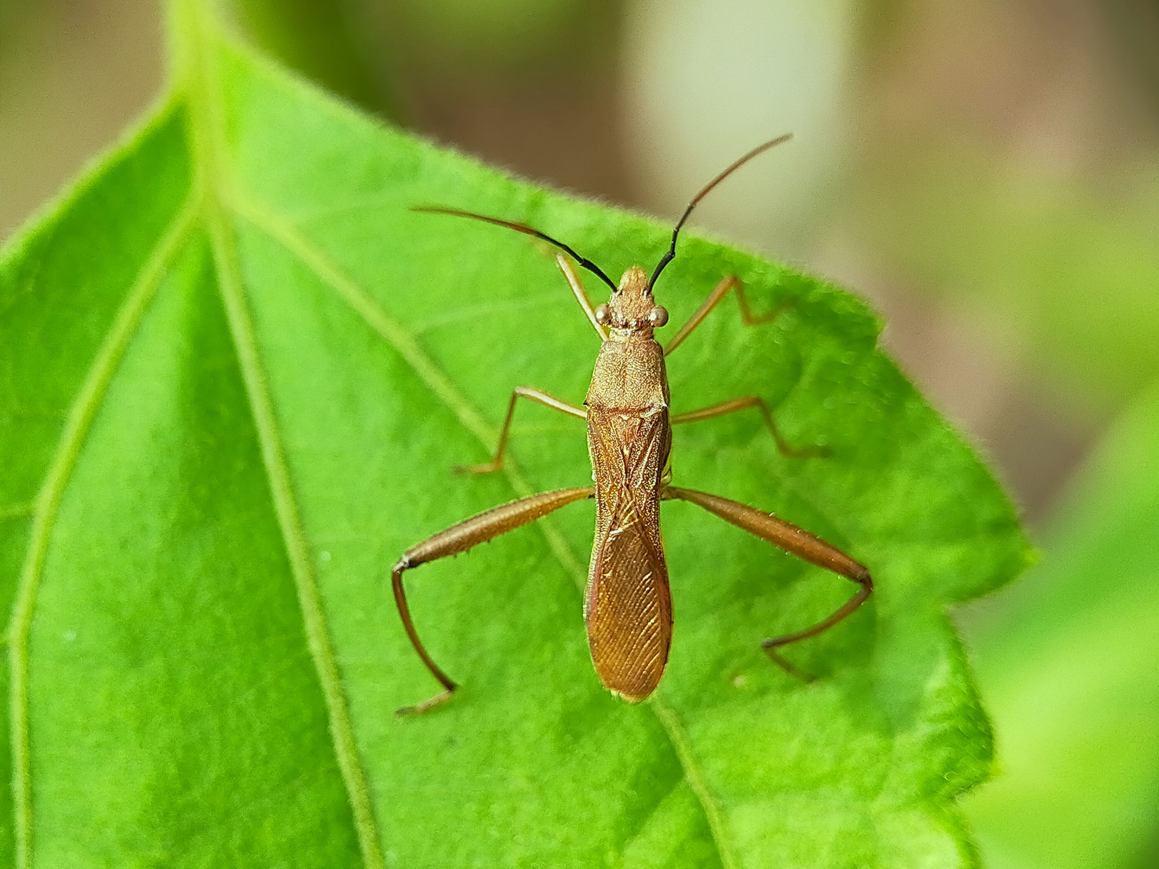 Assassin Bug (1).jpg