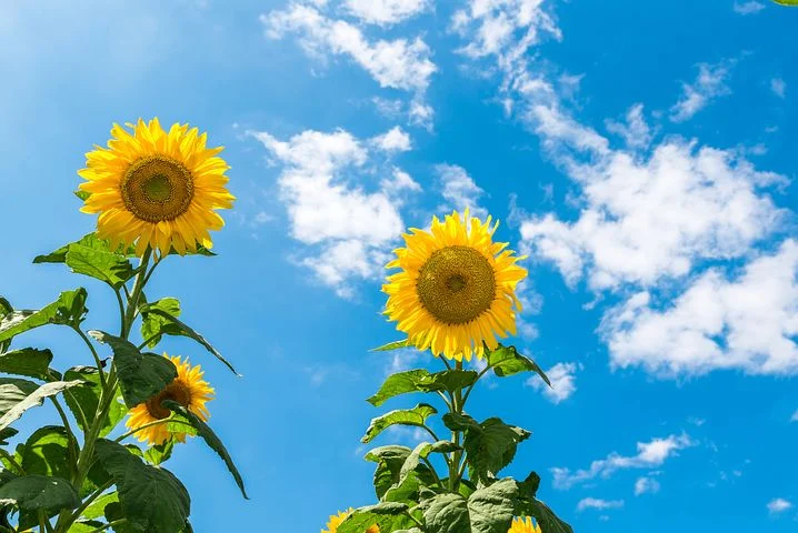 sunflower-2785420__480.webp