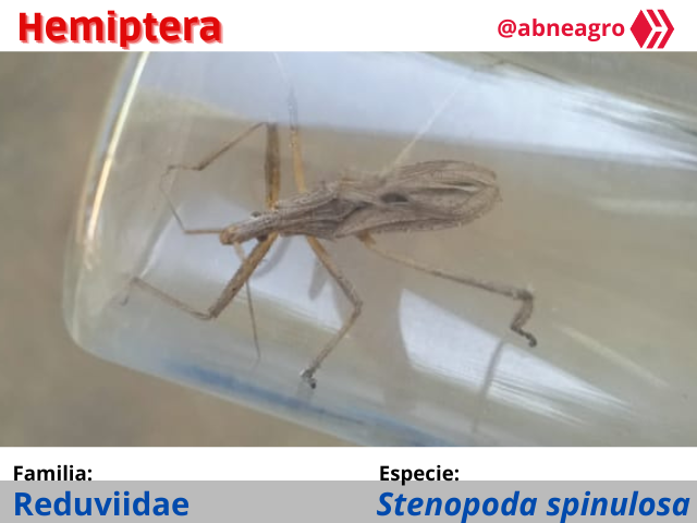 Automeris cf. jucunda (1).png