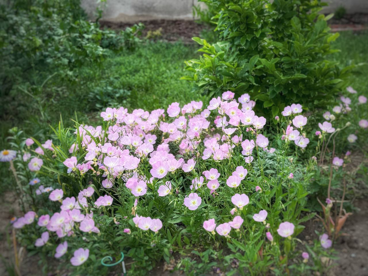 IMG_4088.jpeg