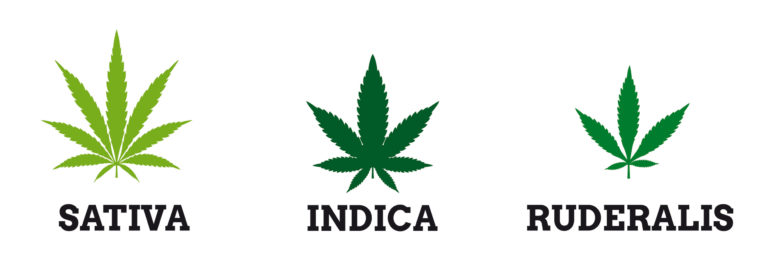 sativa-indica-ruderalis-1-768x263.jpg