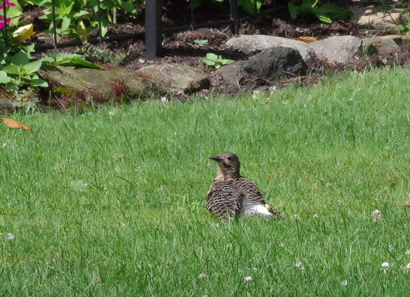 bird (1).jpg