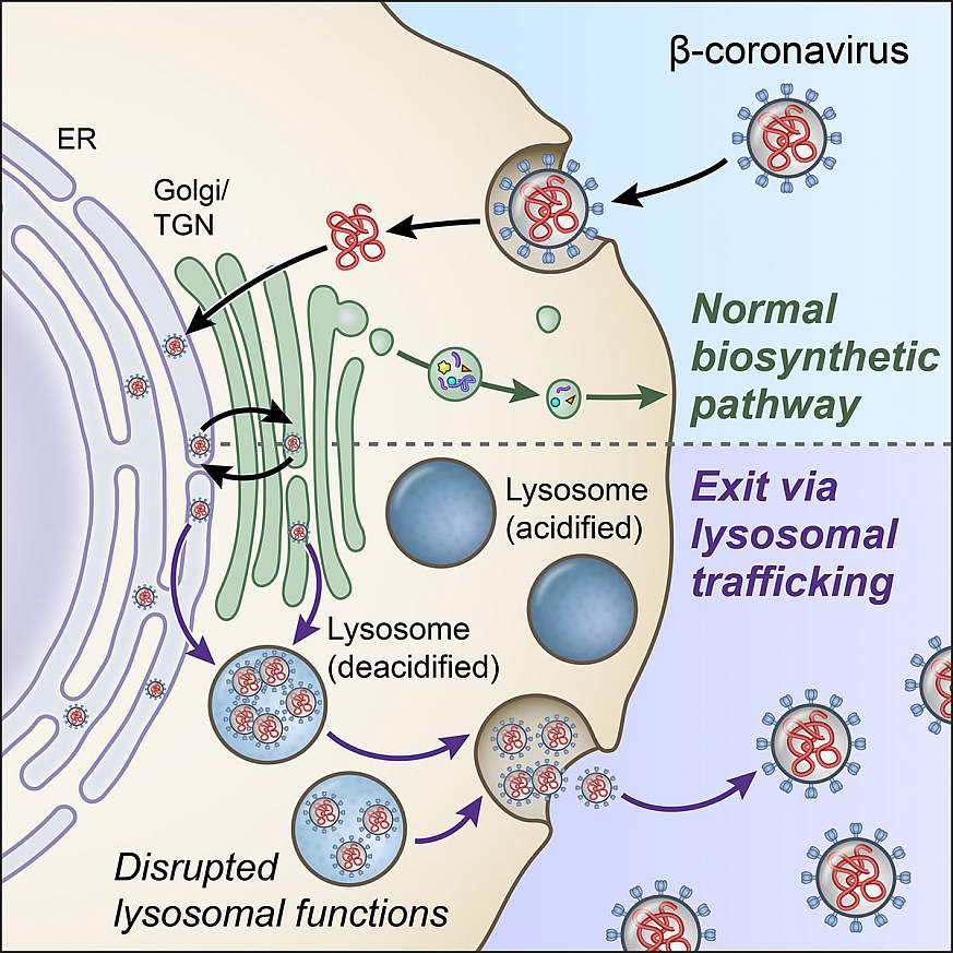20201028-lysosome.jpg