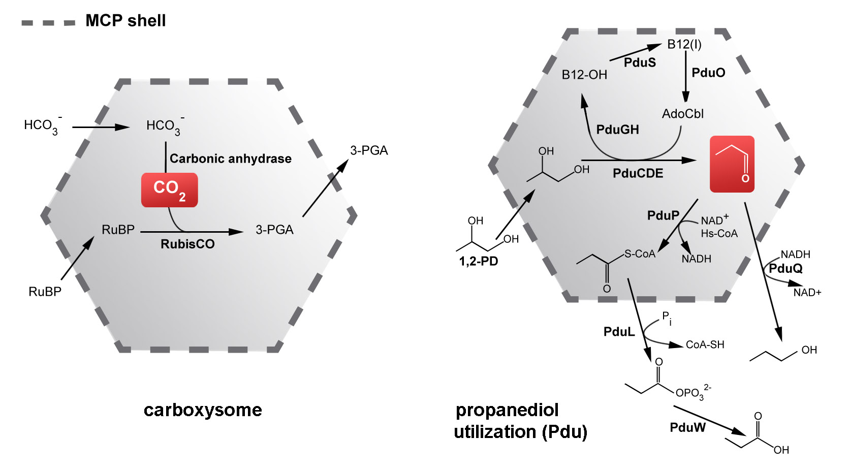 mcp_metabolism_large.jpg