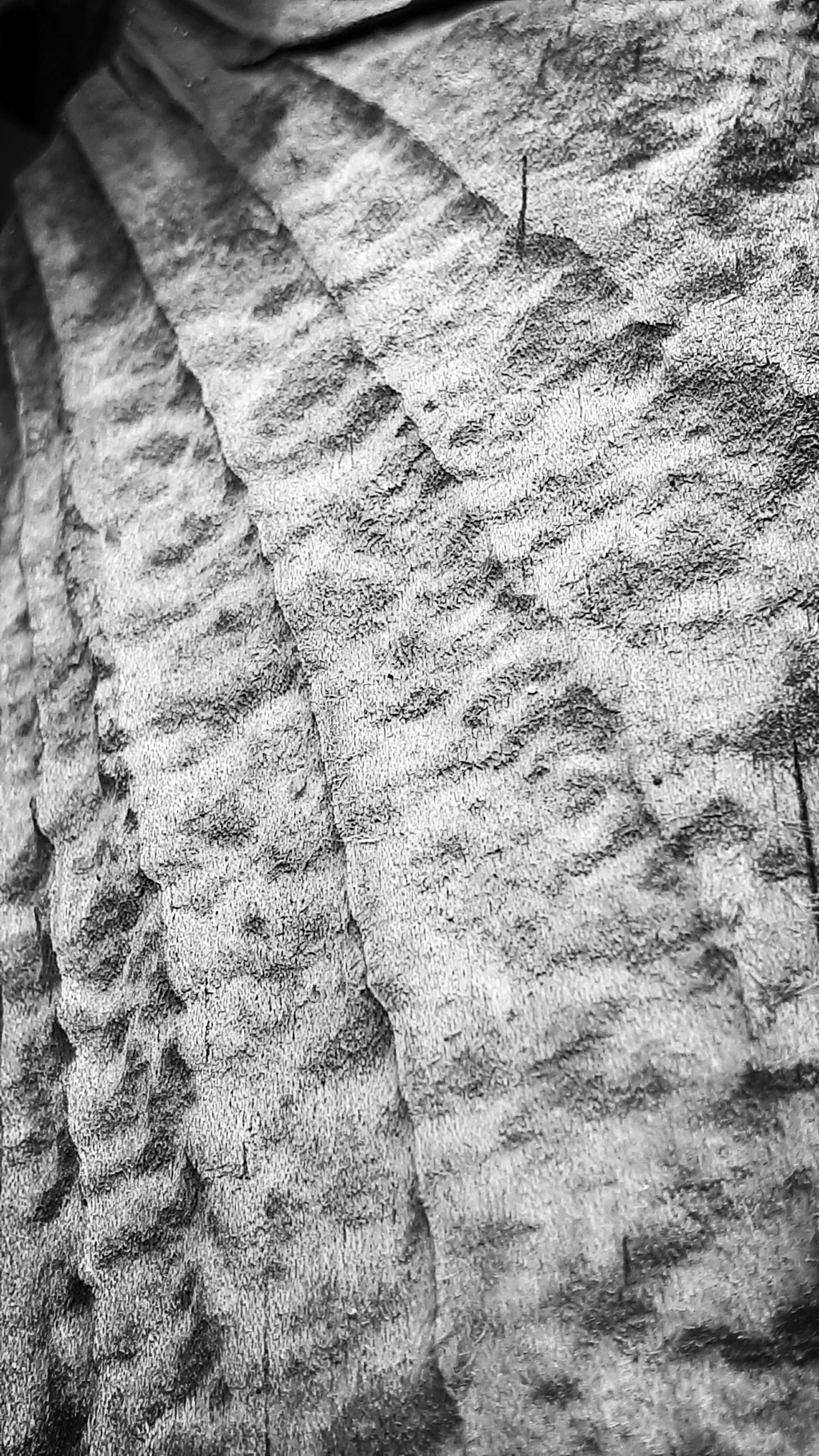 20250428_113538_bw.jpg
