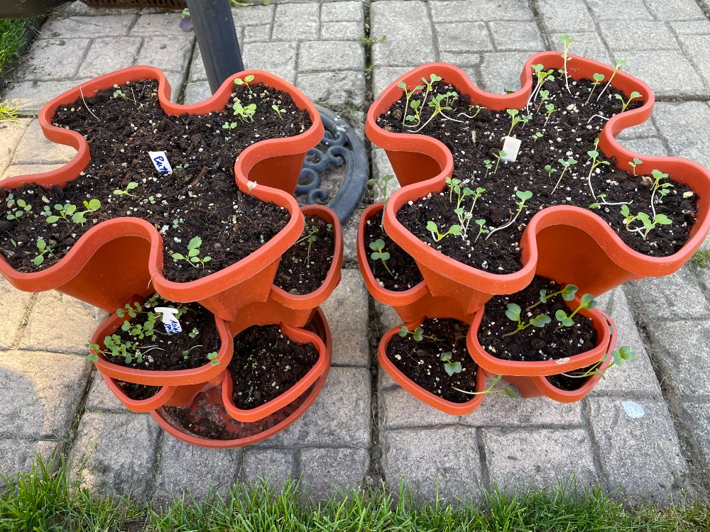 greenhouse-seedlings-urbangardens-tower-garden.jpg