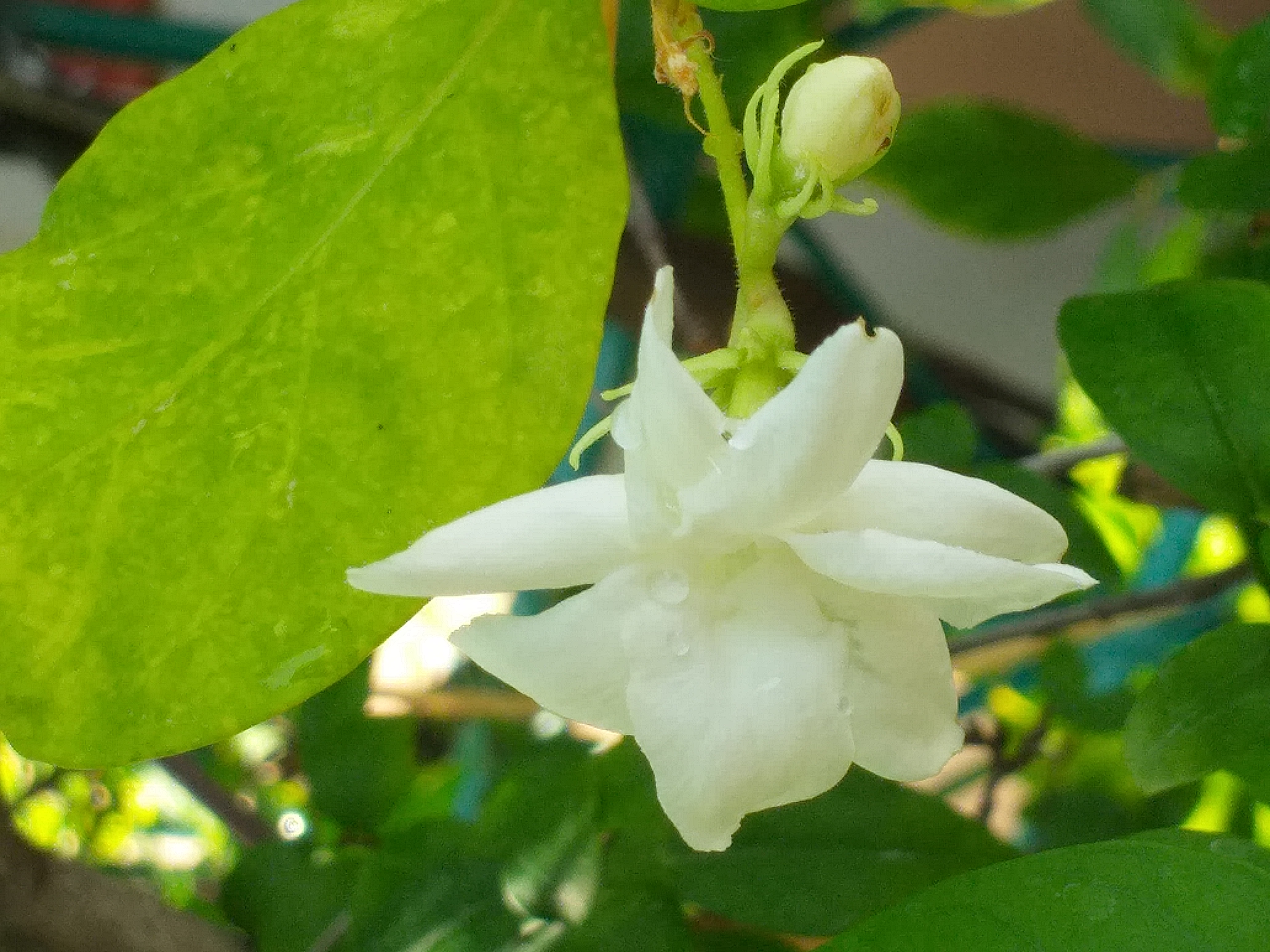 white flower6.jpg