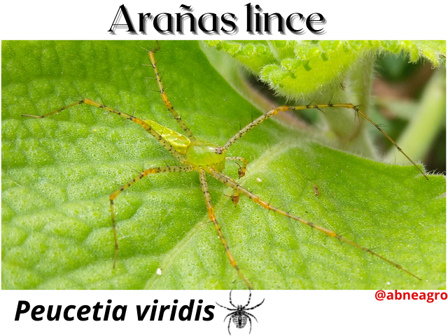 Arañas lince(5).png