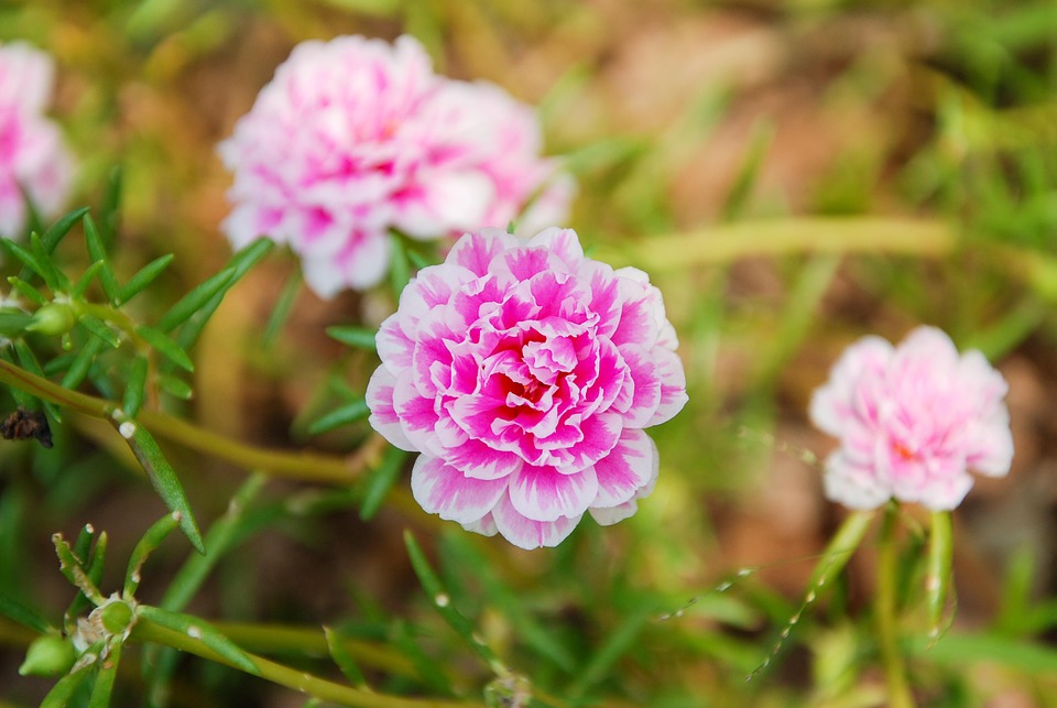 moss-rose-purslane-6564063_960_720.jpg