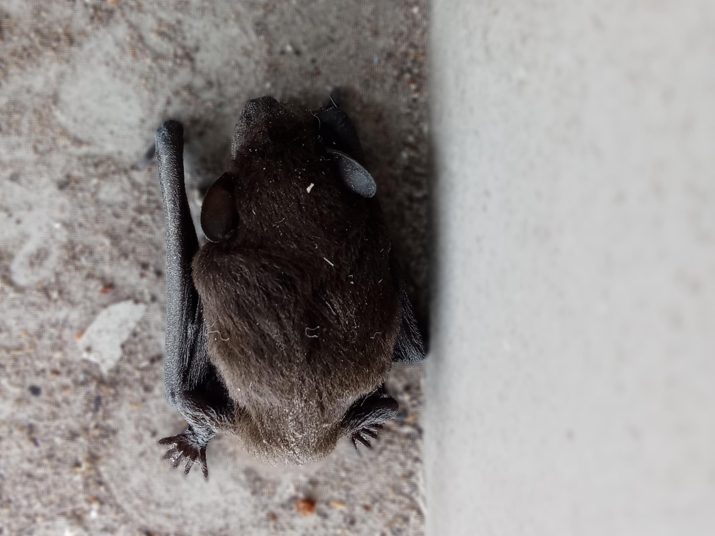 bat close.JPG
