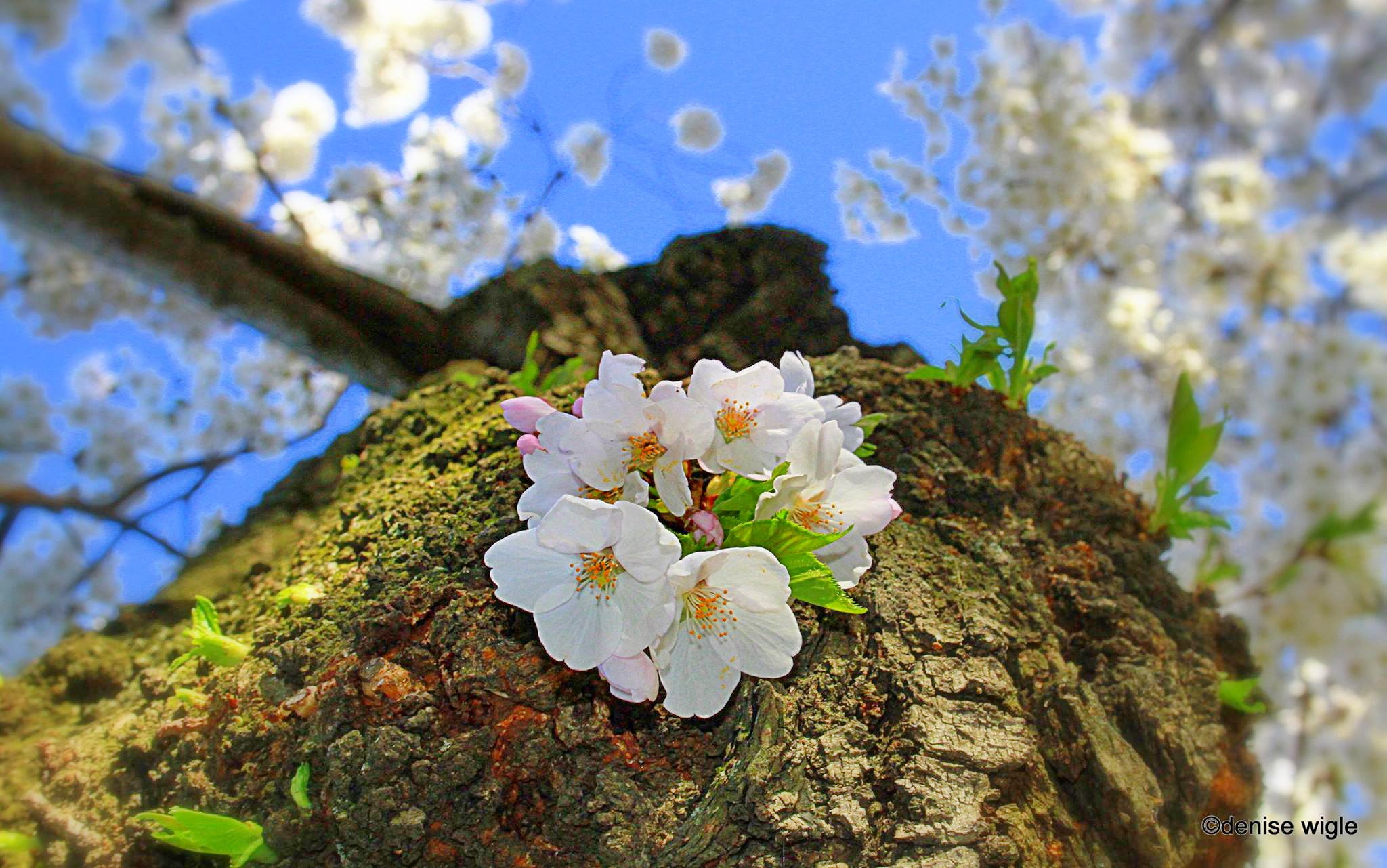 cherry tree.jpg