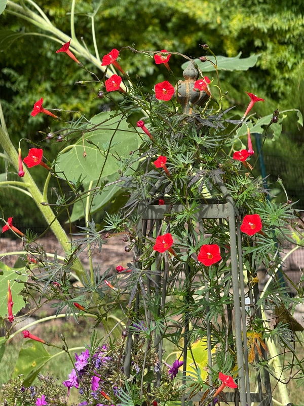 hivegarden-14 (1).jpg