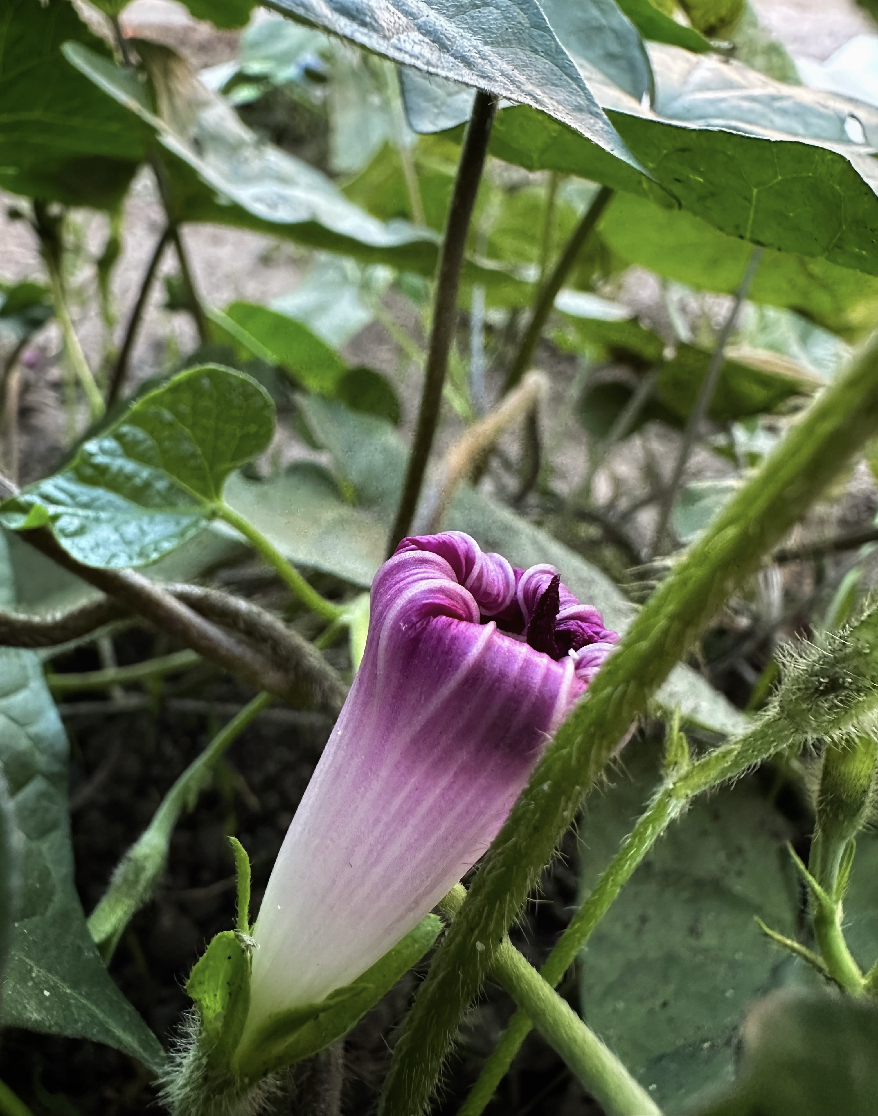 IMG_5332.jpeg