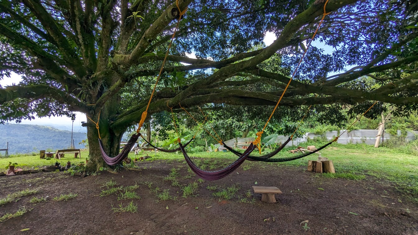  " " \"tree number 2 with 5 hammocks.jpg\"""