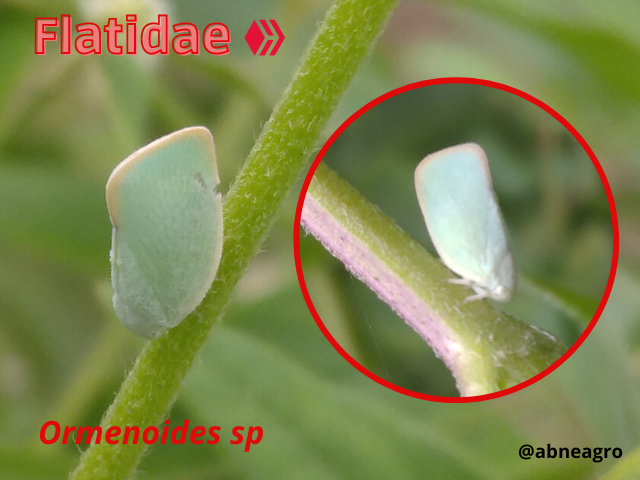 Automeris cf. jucunda (2).png