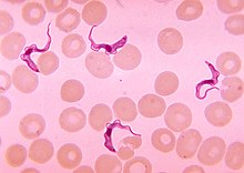 220px-Trypanosoma_sp._PHIL_613_lores.jpg