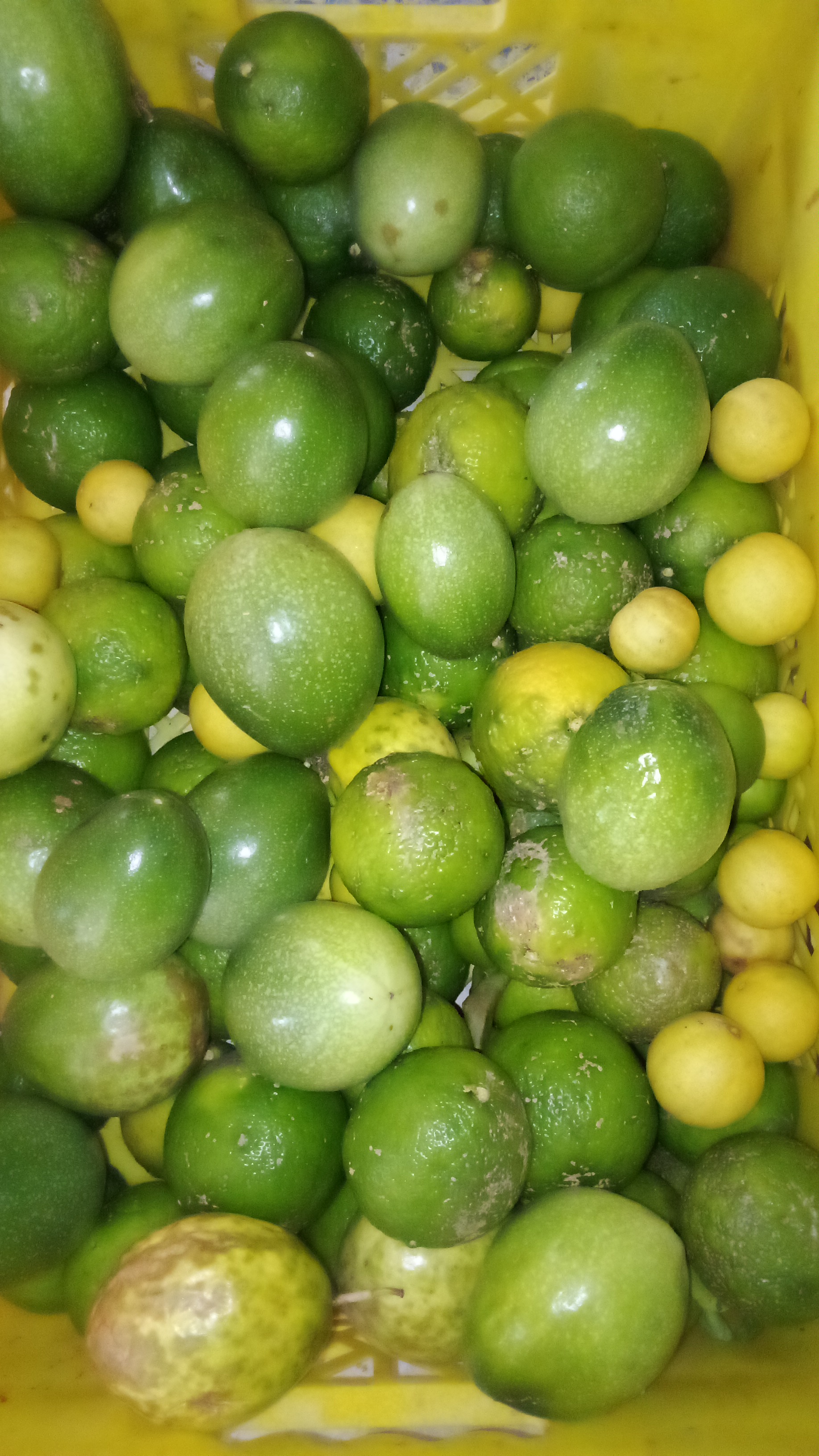 IMG-20231205-WA0025.jpeg