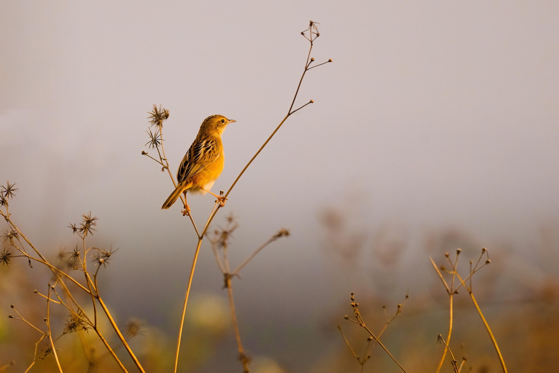 bird-9303900_1920.jpg