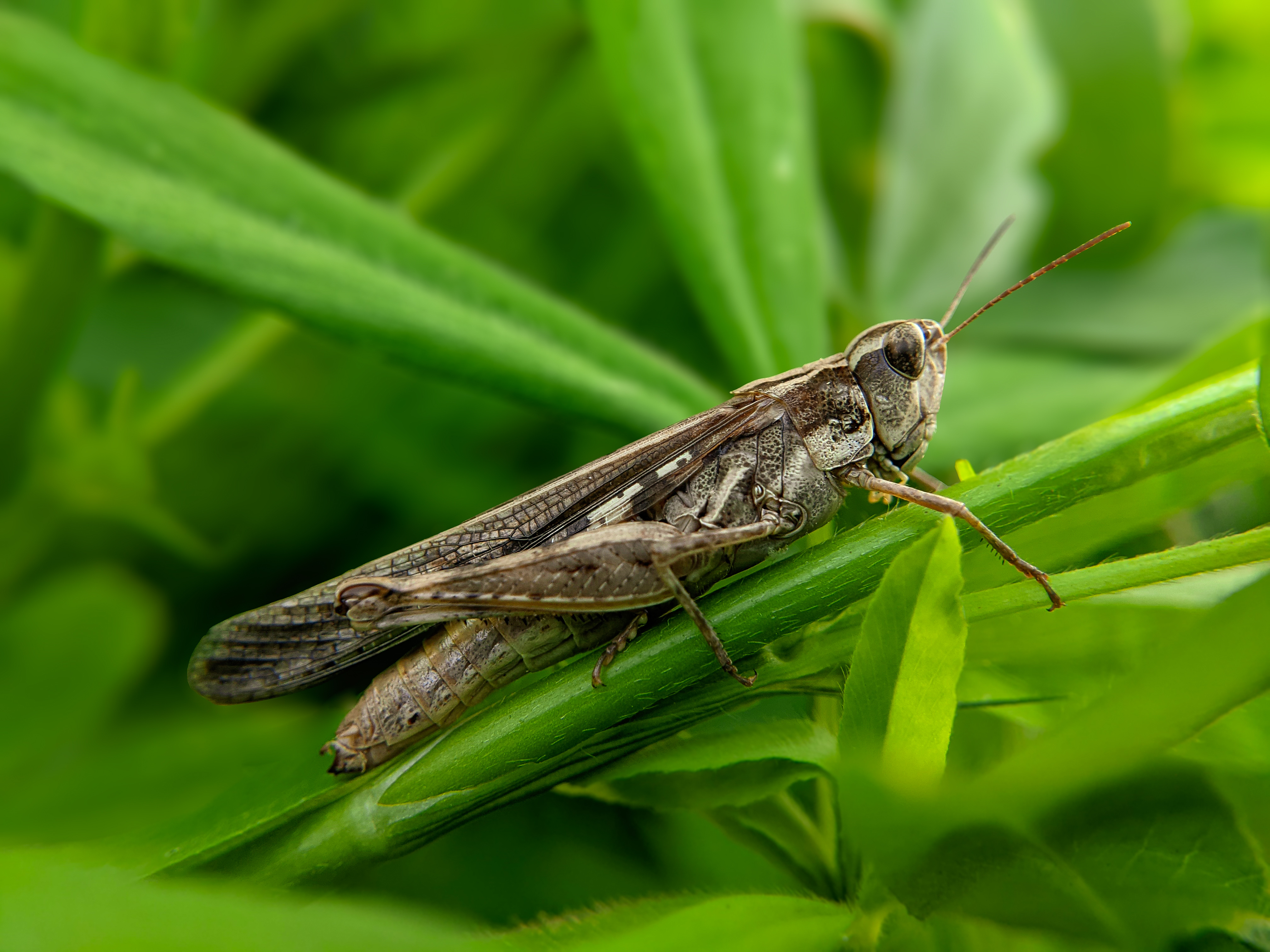 grasshopper (2).jpg
