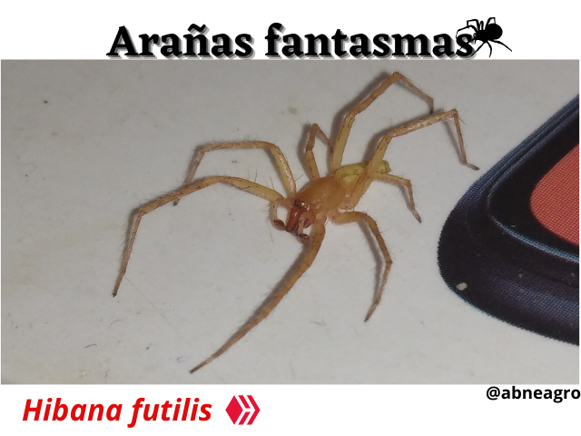 Arañas fantasmas(1).png