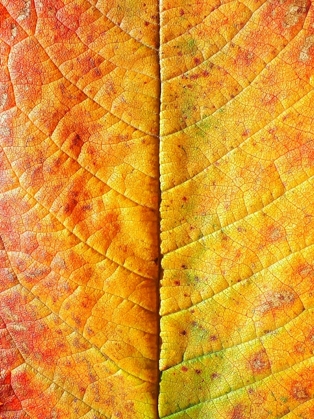 20181011_174223.jpg