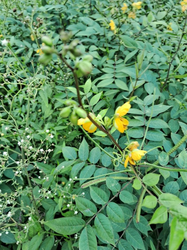 Sickle Senna flower 4.jpg