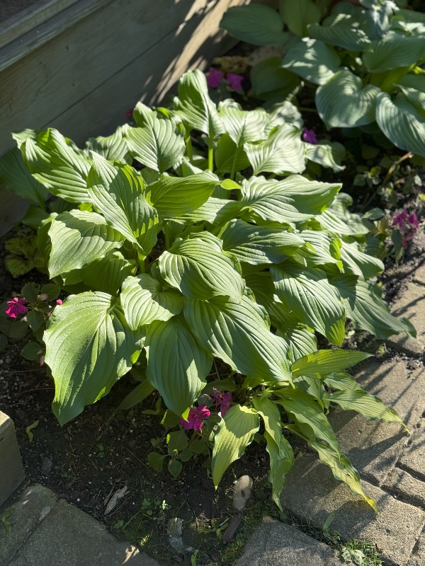 hivegarden-hosta.jpg