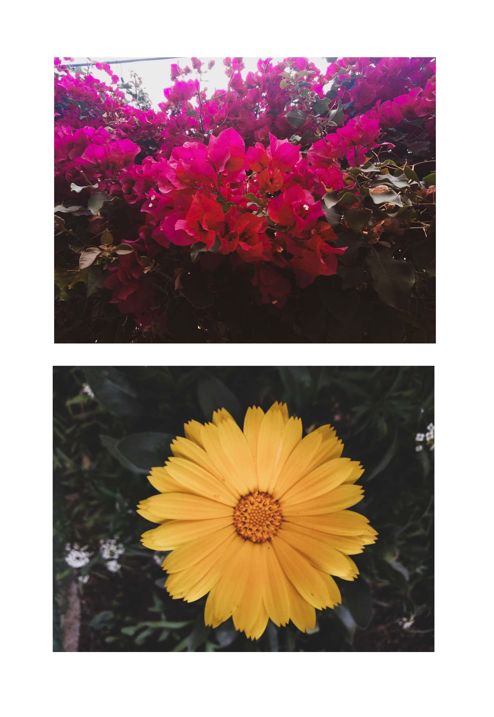 post flors -08.jpg