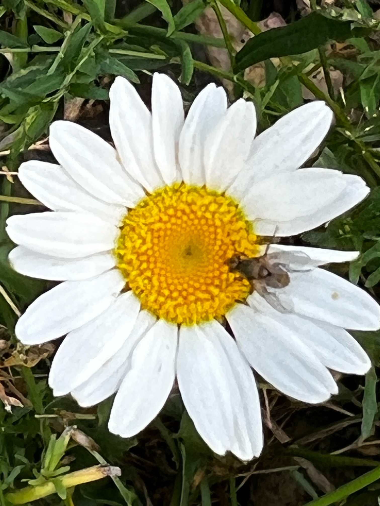 IMG_3203.jpeg