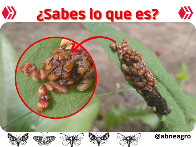 Automeris cf. jucunda (1).png