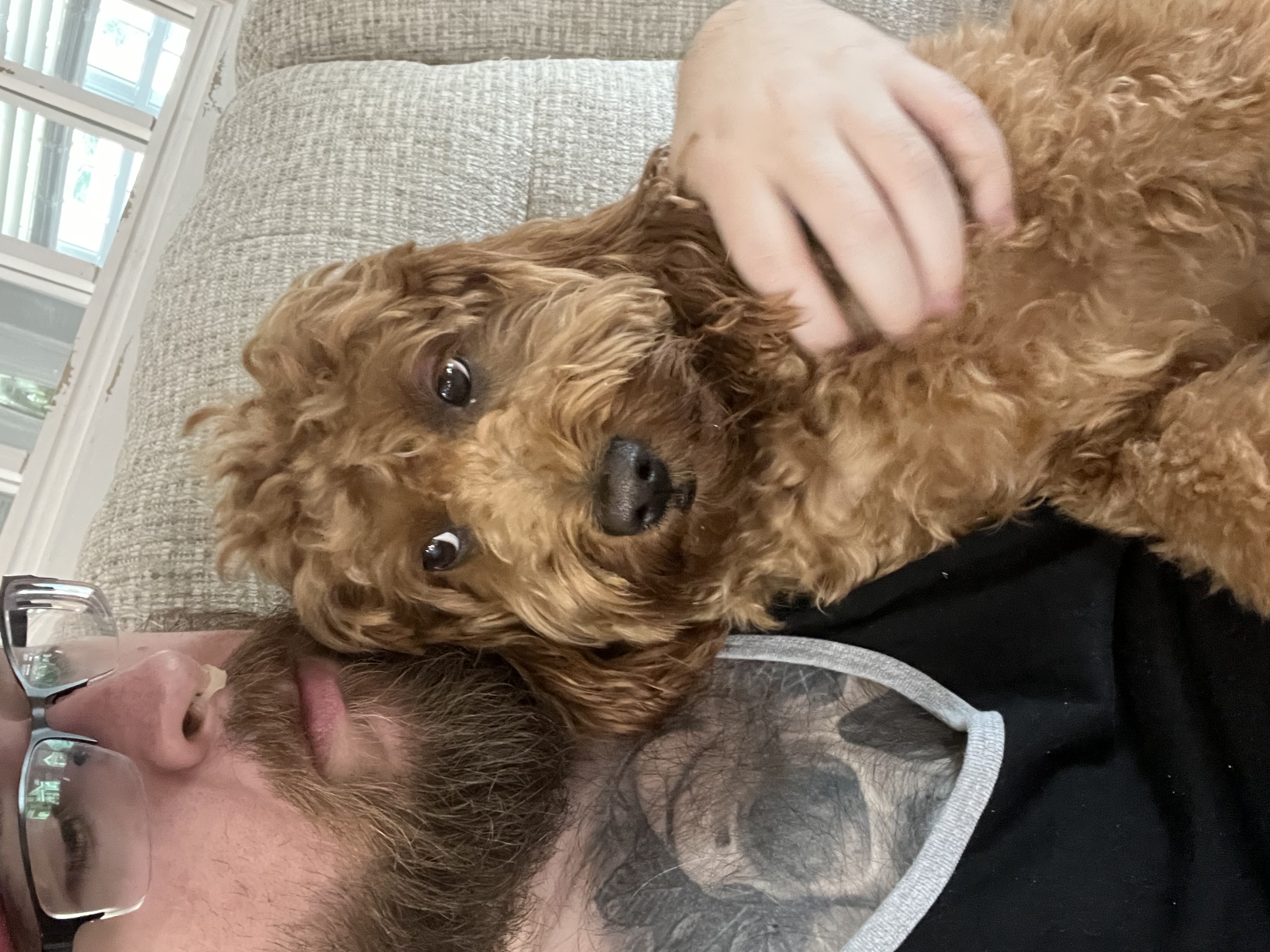 Dog Sitting Aka Doggy Daycare Hive