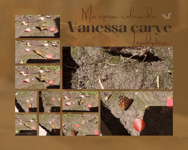 Lepidoptera_20241023_102826_0001-ezgif.com-video-to-gif-converter.gif
