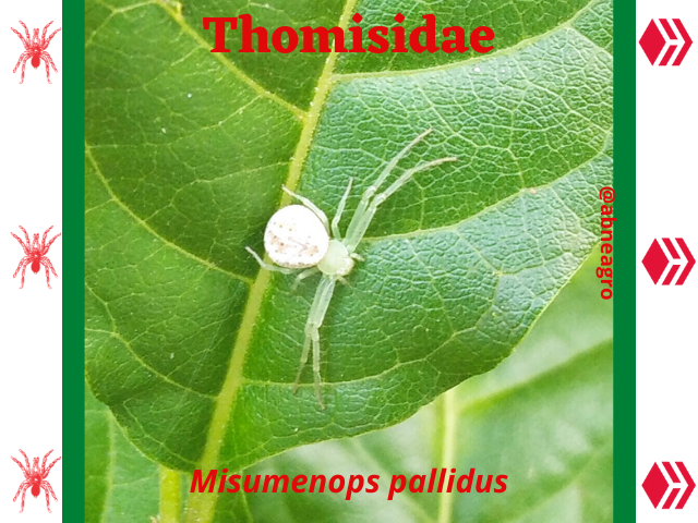 Thomisidae(1).png