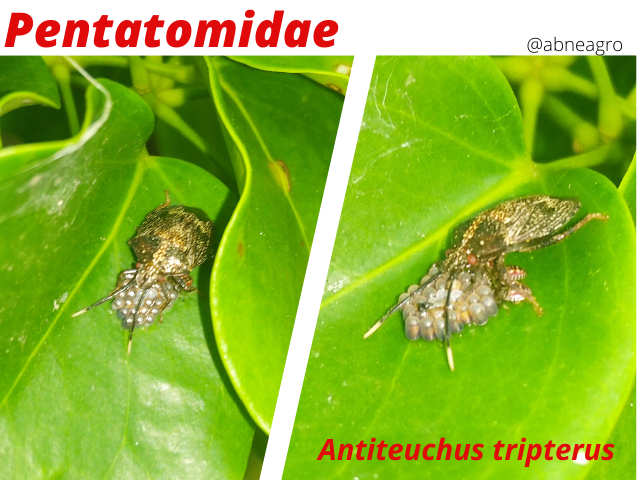 Hemiptera(8).png
