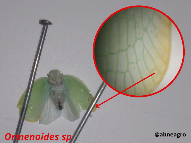 Automeris cf. jucunda (6).png