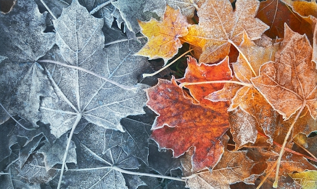 Frozen Leaves.jpg