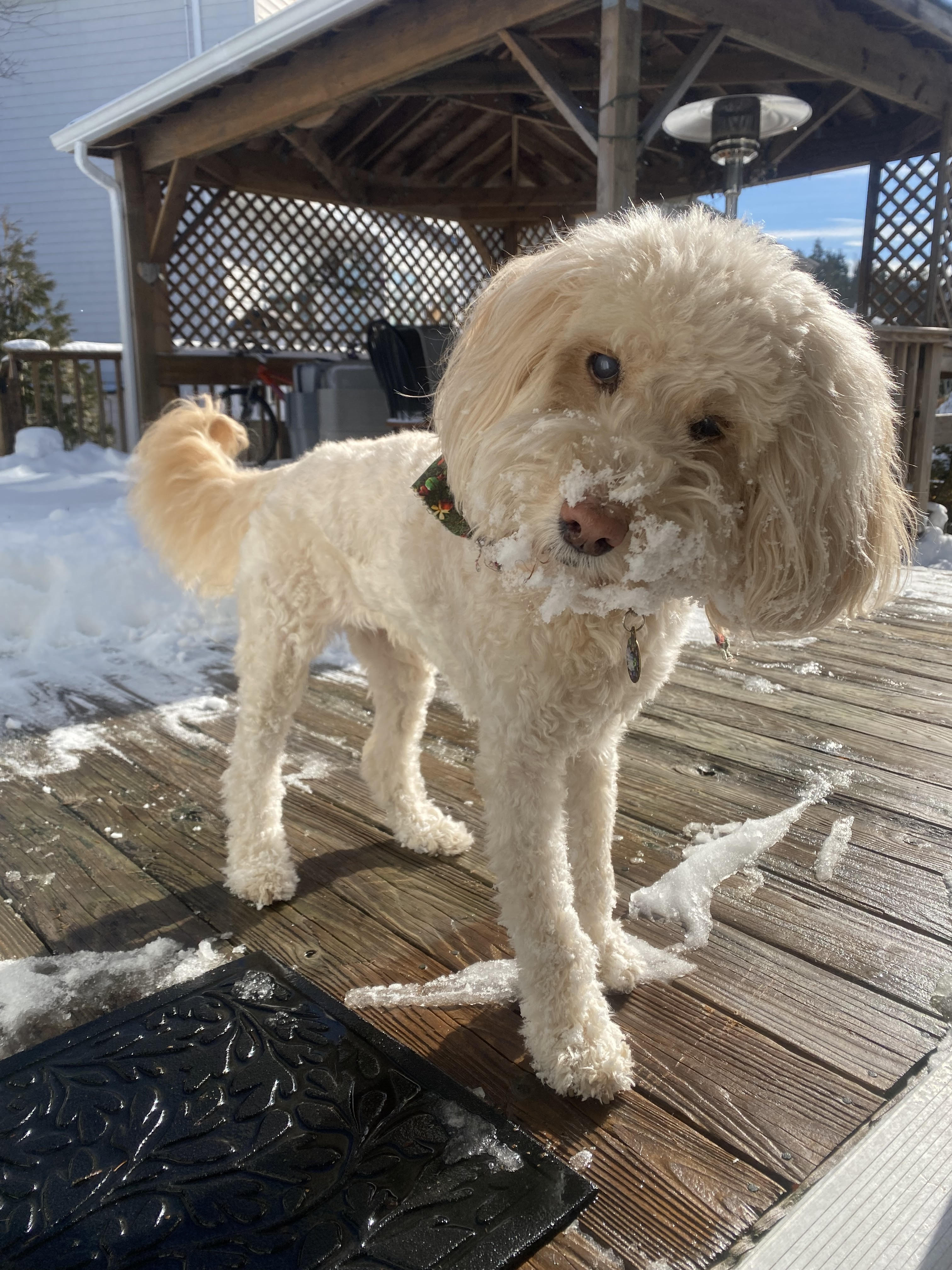 shelby snow.jpg